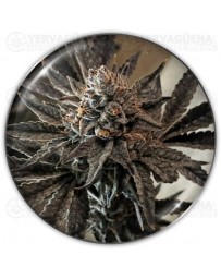 ChocoGas - Medical Seeds