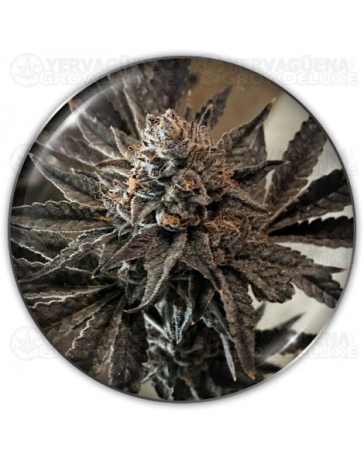 ChocoGas - Medical Seeds