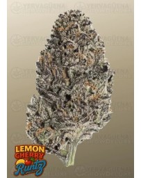 Lemon Cherry Runtz - Fast Buds