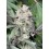 Lemon Cherry Runtz - Fast Buds
