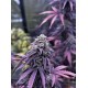 Lemon Cherry Runtz - Fast Buds