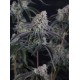 Pineapple OG Auto - Fast Buds