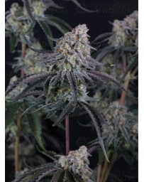 Pineapple OG Auto - Fast Buds