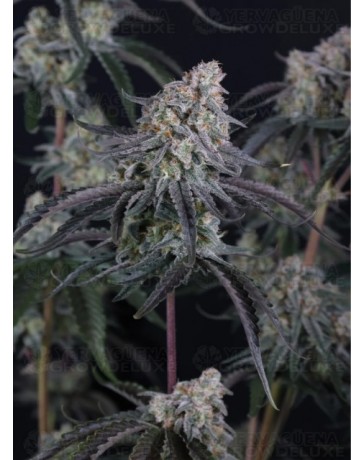 Pineapple OG Auto - Fast Buds