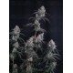 Pineapple OG Auto - Fast Buds