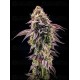 Z42 - Fast Buds