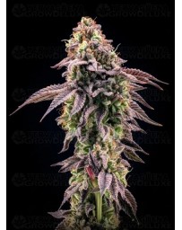 Z42 - Fast Buds