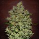 Auto Biodiesel Mass Advanced Seeds Autofloreciente