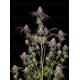 Z42 - Fast Buds