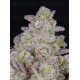 Gorilla Cookies Auto - Fast Buds