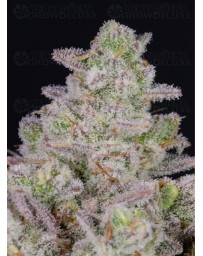 Gorilla Cookies Auto - Fast Buds