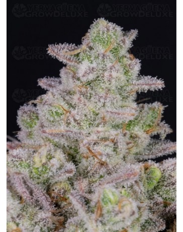 Gorilla Cookies Auto - Fast Buds