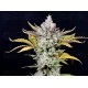Gorilla Cookies Auto - Fast Buds