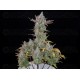 Gorilla Cookies Auto - Fast Buds