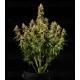 Gaia F1 - Royal Queen