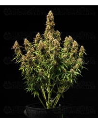 Gaia F1 - Royal Queen