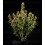 Gaia F1 - Royal Queen