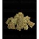 Gaia F1 - Royal Queen