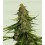 Gaia F1 - Royal Queen