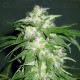 Ice Kush Advanced Seeds