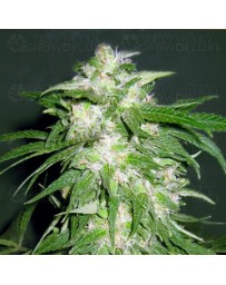 Ice Kush Advanced Seeds