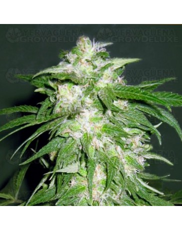 Ice Kush Advanced Seeds