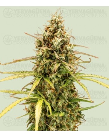 Milky Way F1 - Royal Queen