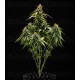 Epsilon F1 - Royal Queen Seeds