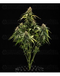 Epsilon F1 - Royal Queen Seeds