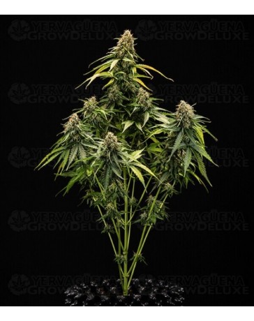 Epsilon F1 - Royal Queen Seeds