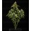 Epsilon F1 - Royal Queen Seeds
