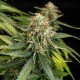Epsilon F1 - Royal Queen Seeds