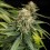 Epsilon F1 - Royal Queen Seeds