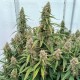 Medusa F1 - Royal Queen Seeds
