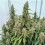 Medusa F1 - Royal Queen Seeds