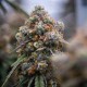 Medusa F1 - Royal Queen Seeds