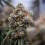 Medusa F1 - Royal Queen Seeds