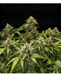 Medusa F1 - Royal Queen Seeds
