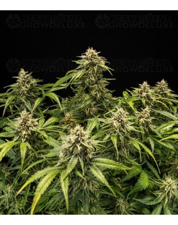 Medusa F1 - Royal Queen Seeds