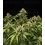 Medusa F1 - Royal Queen Seeds