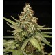 Titan F1 - Royal Queen Seeds