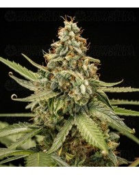 Titan F1 - Royal Queen Seeds