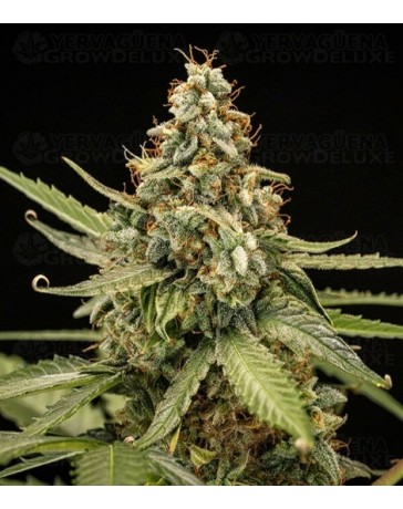 Titan F1 - Royal Queen Seeds