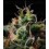 Titan F1 - Royal Queen Seeds