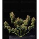 Titan F1 - Royal Queen Seeds