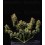 Titan F1 - Royal Queen Seeds
