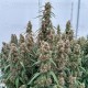 Orion F1 - Royal Queen Seeds