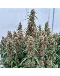 Orion F1 - Royal Queen Seeds
