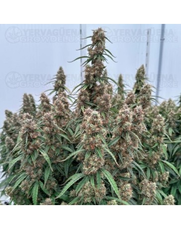 Orion F1 - Royal Queen Seeds