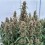 Orion F1 - Royal Queen Seeds